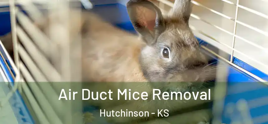  Air Duct Mice Removal Hutchinson - KS